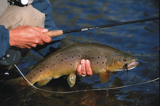 Fly Tying With Marabou