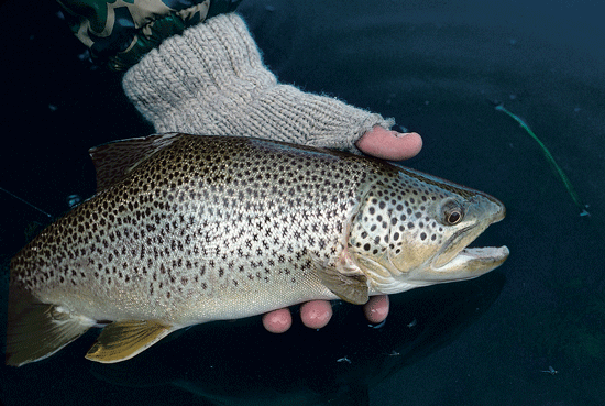 Springtime Fishing on the Best Rocky Mountain Tailwaters