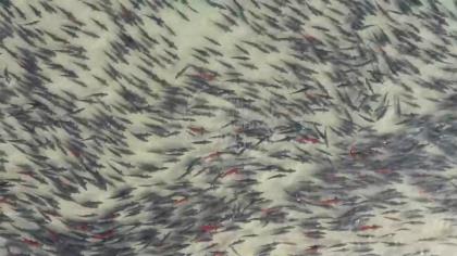 Orvis Presents “School of Fish”