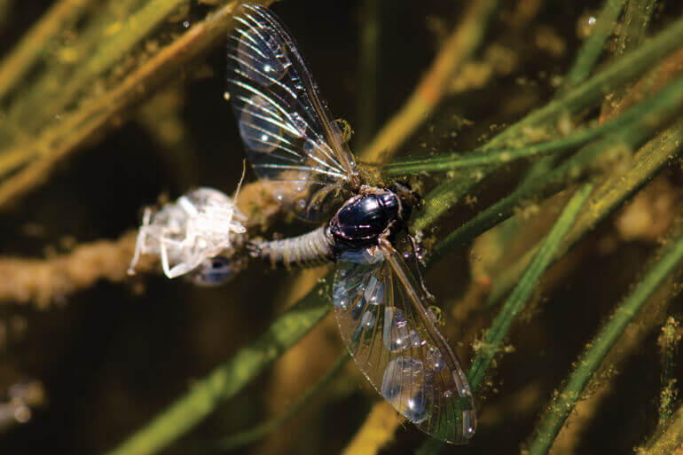 //content.osgnetworks.tv/flyfisherman/content/photos/1864-TRICO.jpg