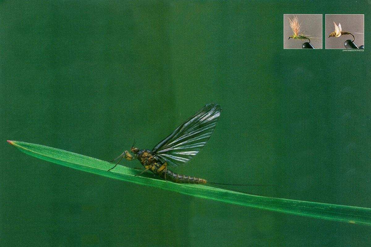 Fly Fisherman Throwback: John Gierach's Blue-winged Olives