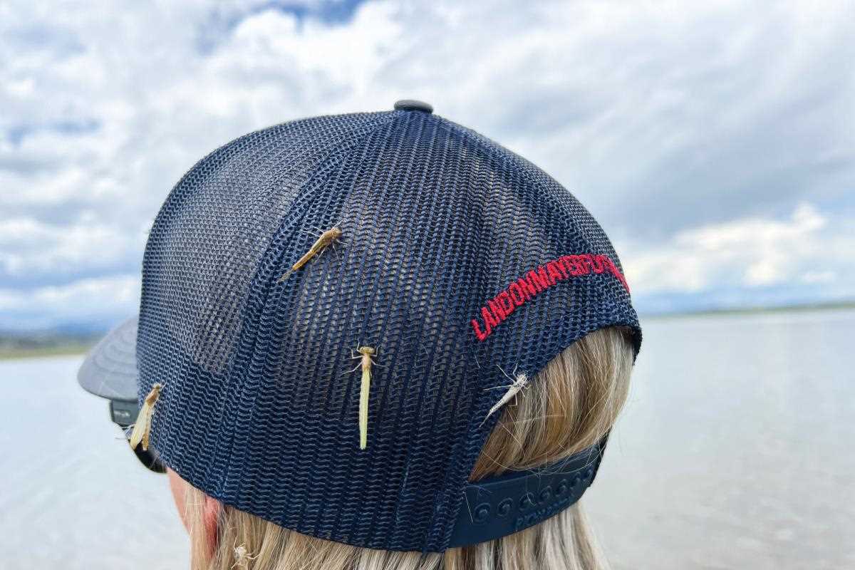 The back of a trucker hat with four damselflies on it. 