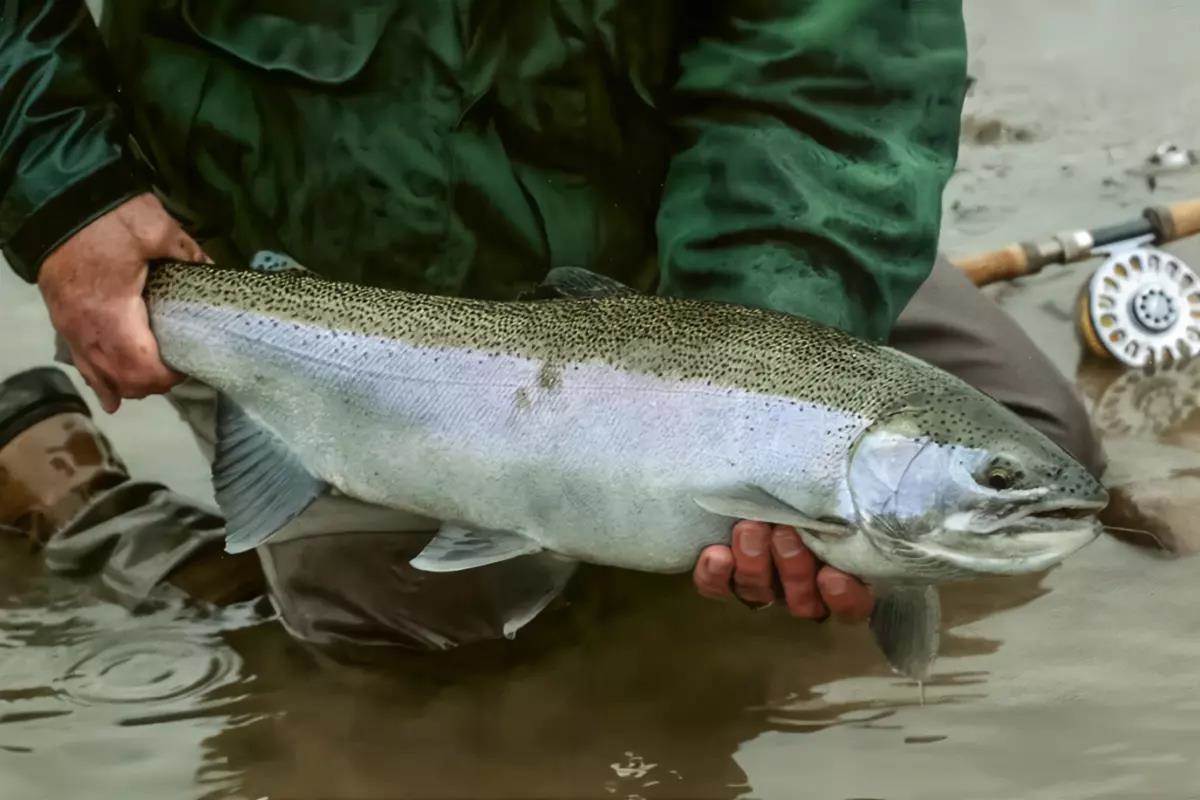 A fly angler kneeling in the shallows, holding a large Great Lakes steelhead.