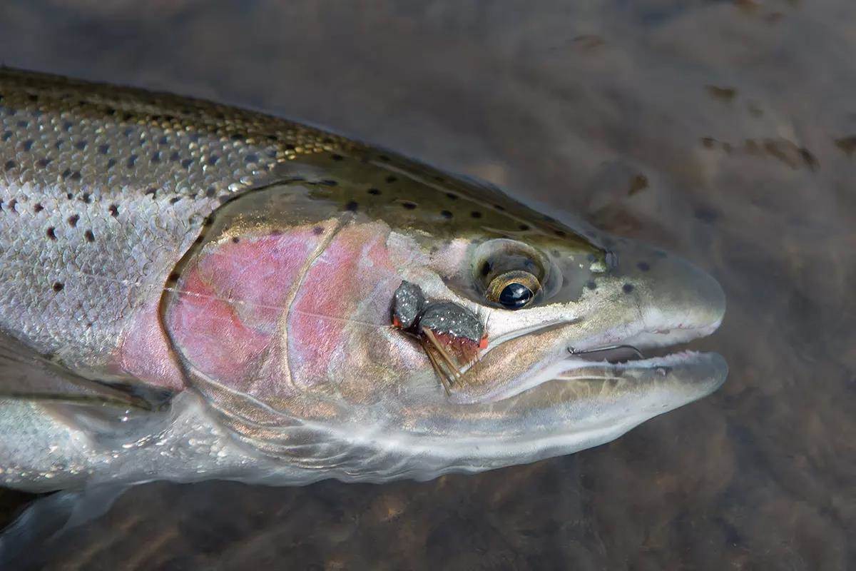 What Does This Season's El Niño Mean for Pacific Northwest Steelhead?