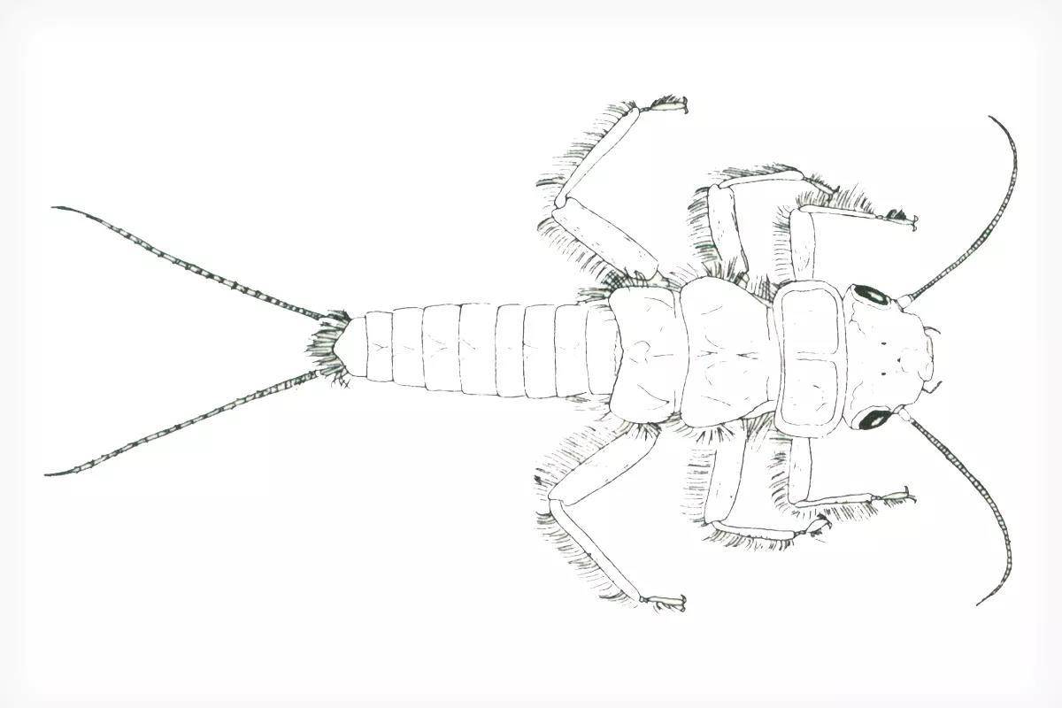 A drawing of a stonefly nymph.