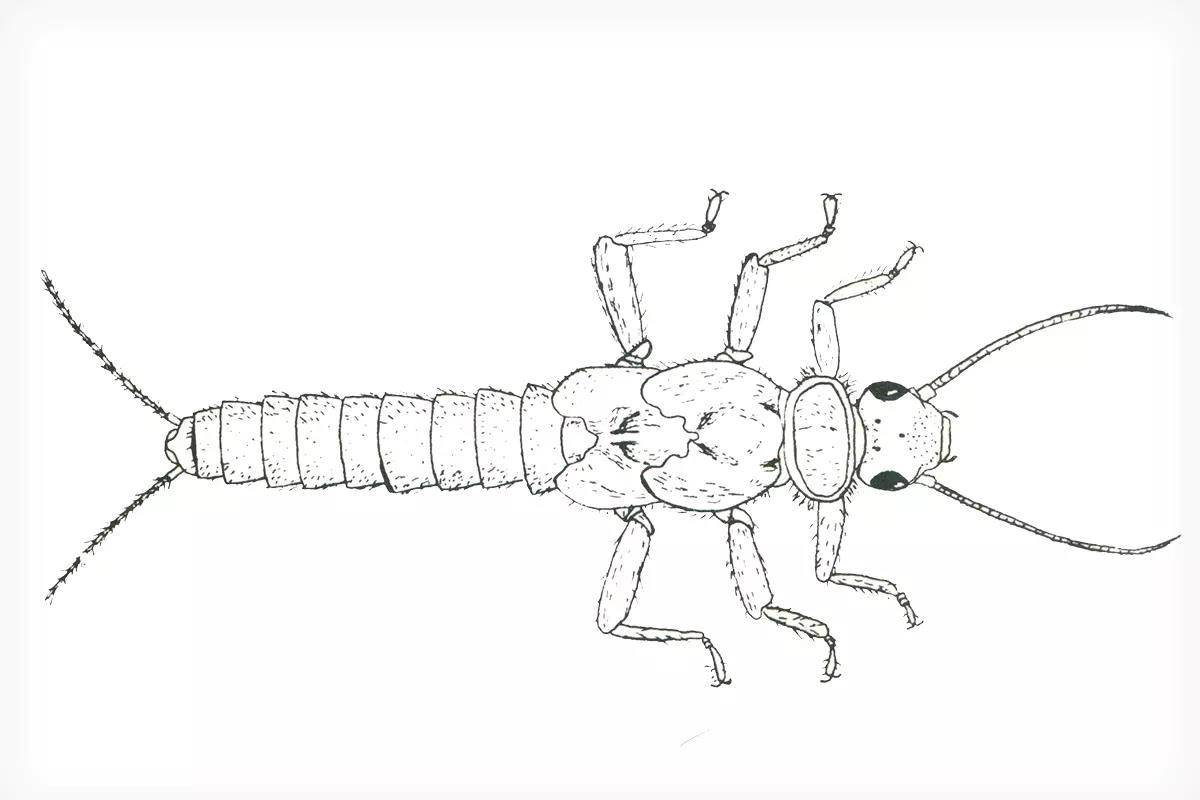 Fly Fisherman Throwback: A Primer of Stream Entomology-I