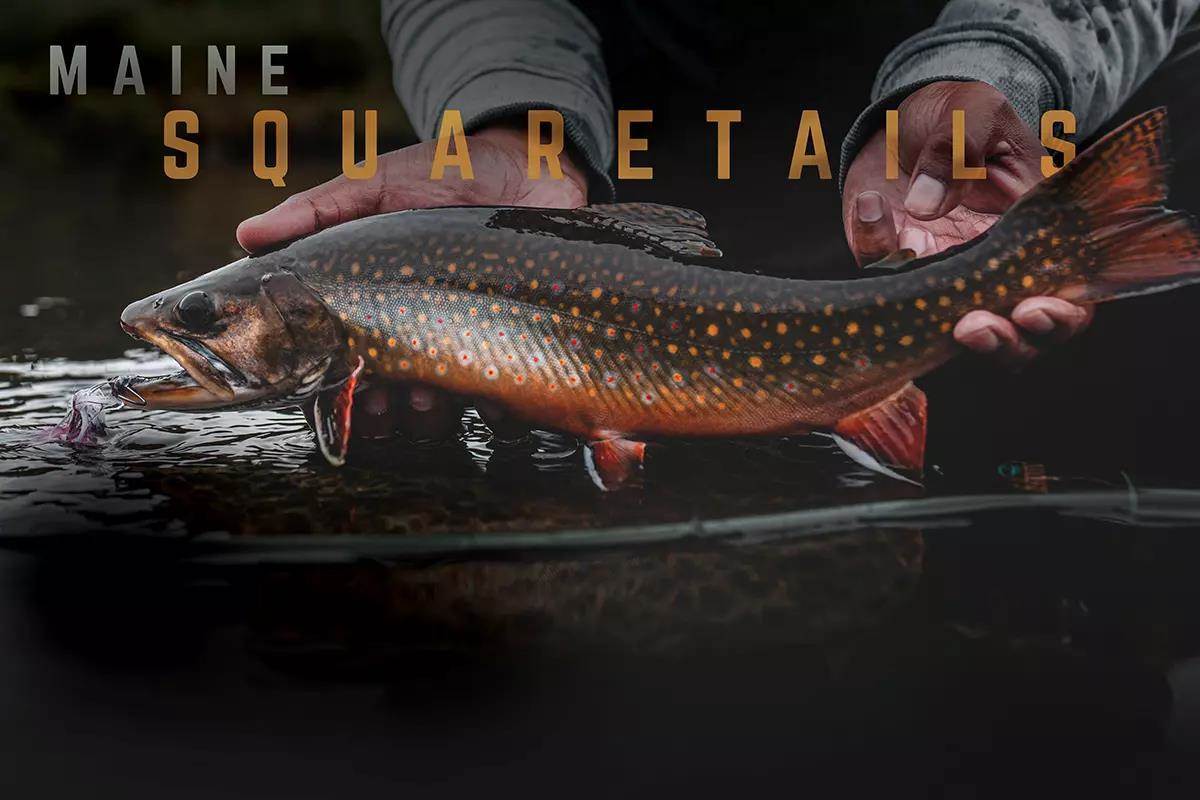 Maine Squaretails: Beautiful Brook Trout Measured in Pounds Not Inches