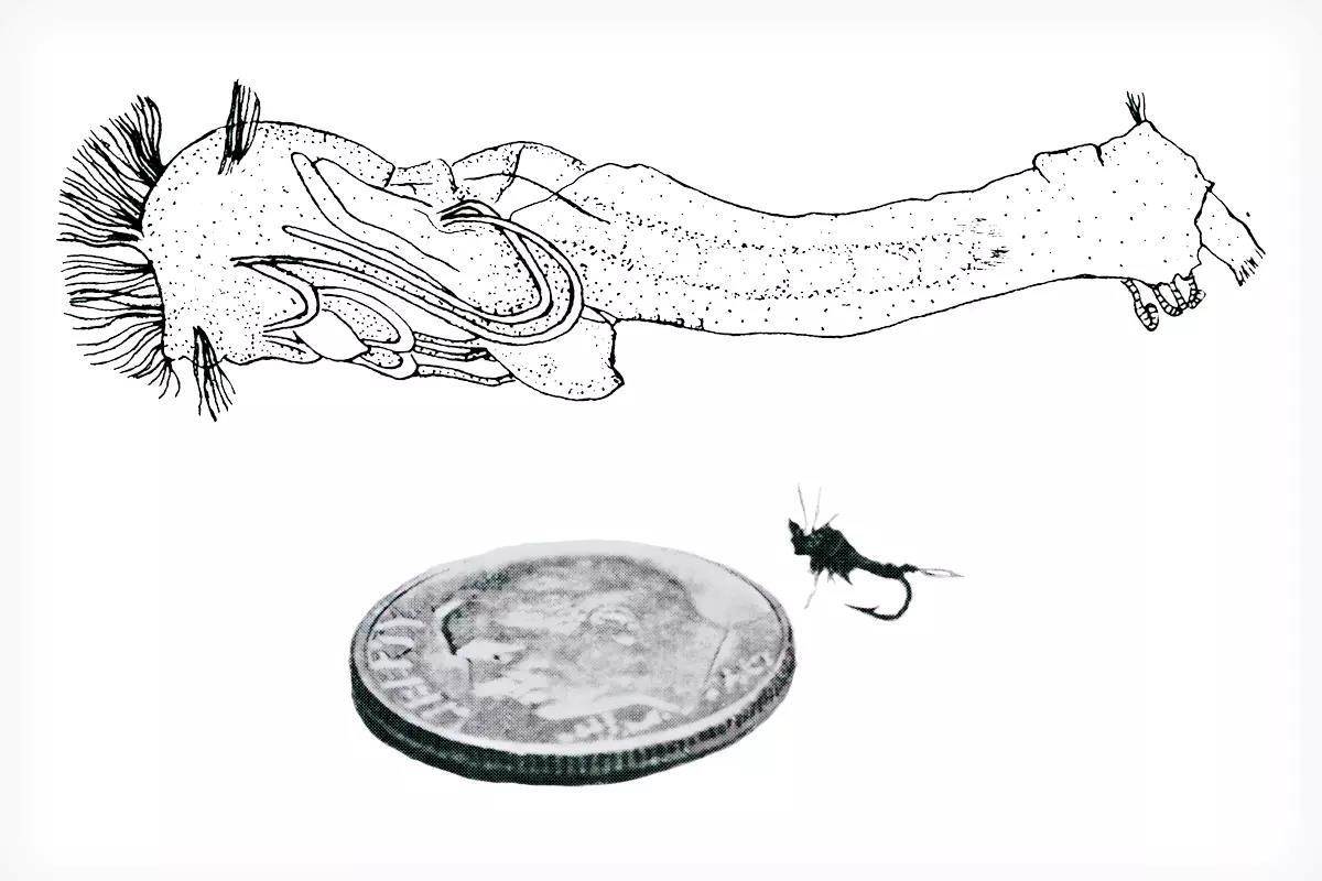 Fly Fisherman Throwback: A Primer of Stream Entomology-II