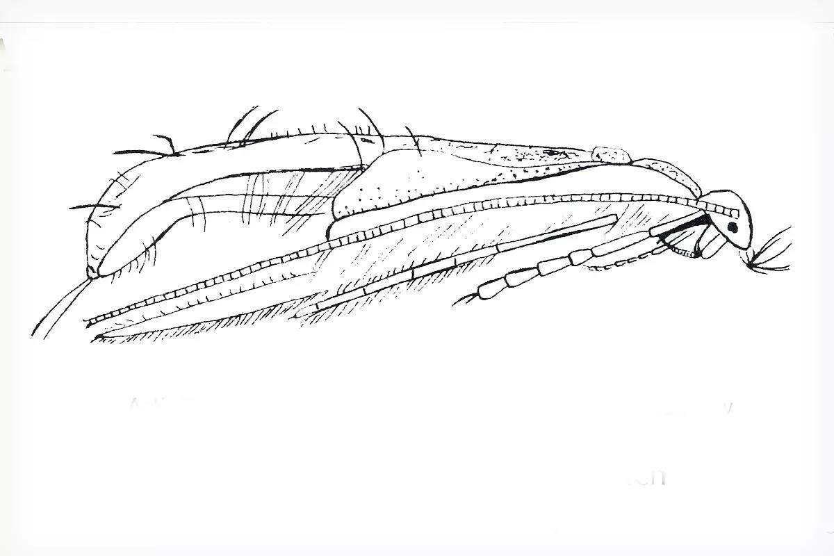 Fly Fisherman Throwback: A Primer of Stream Entomology-III