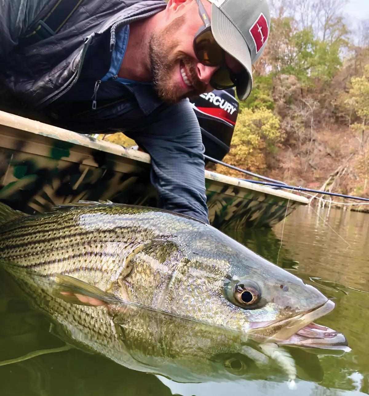 A bearded fly angler leaning over the gunwale of a boat, smiling and holding a striped bass in the water.