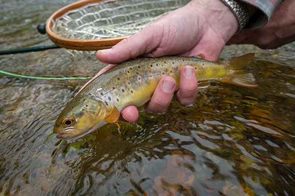 Home Waters