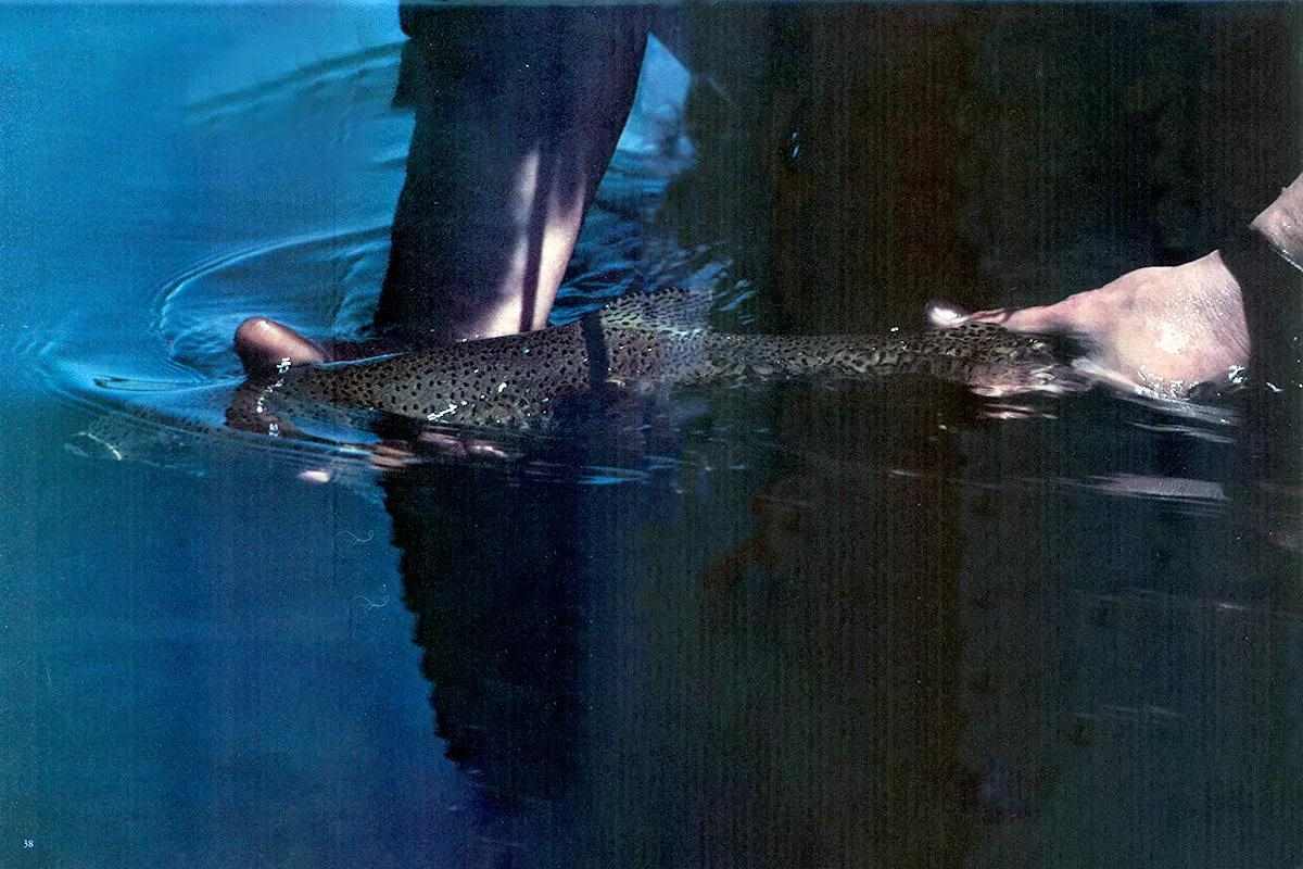 Fly Fisherman Throwback: The Final Inch