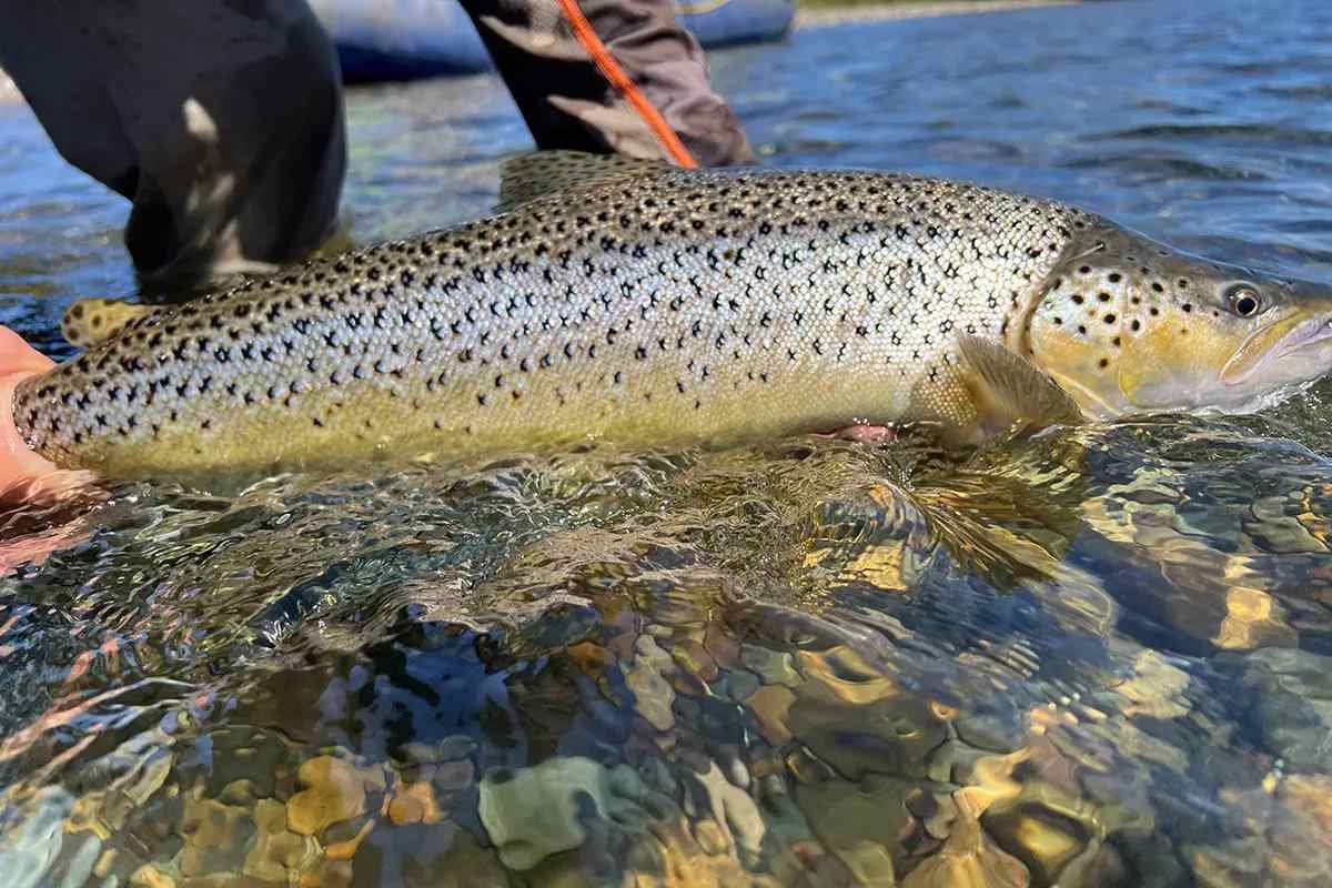 Are Water-Resistant Smartphones the Answer to Potentially Harmful Grip-n-Grin Fish Photos?