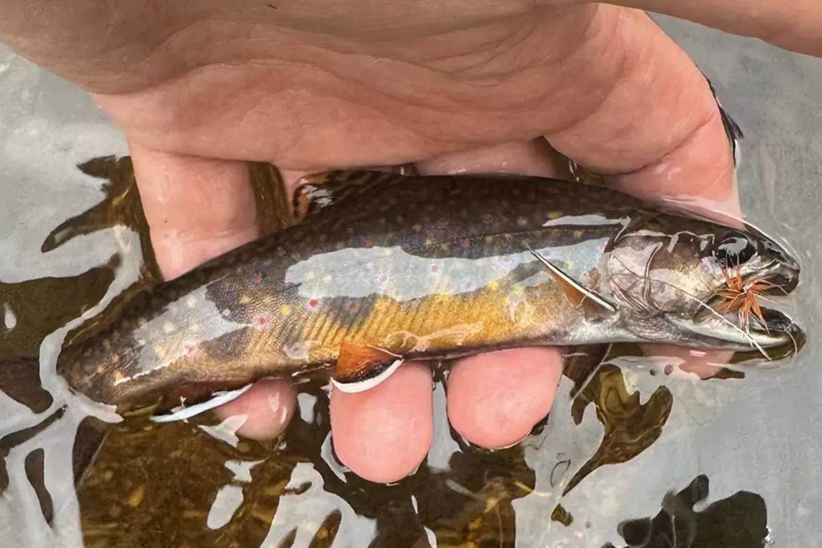 A small brook trout with a fly in its mouth held in the water. 