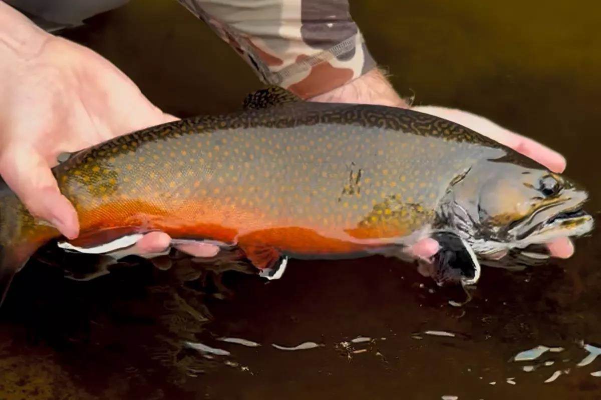 The Joys and Oddities of Native Brook Trout