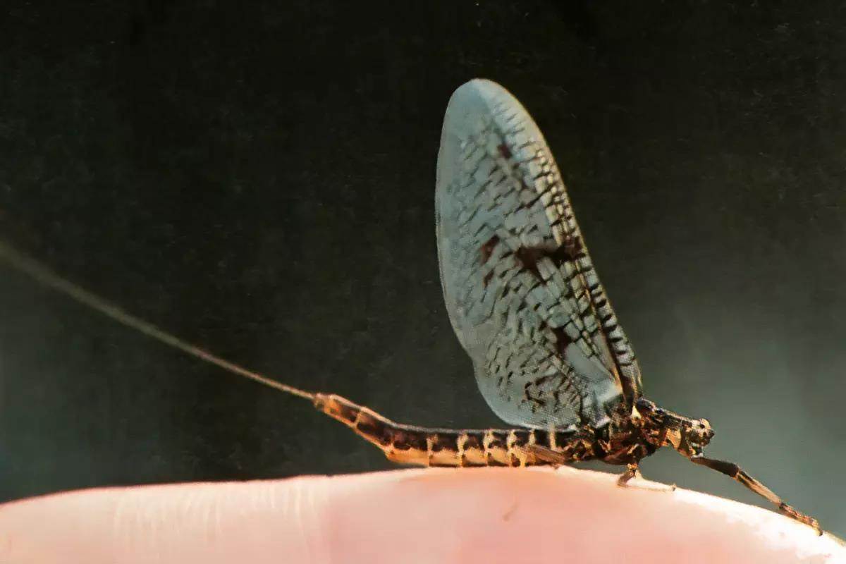 Fly Fisherman Throwback: John Gierach's "Brown Drake"
