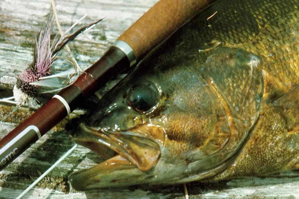 A smallmouth bass' head next to a fly rod and fly. 
