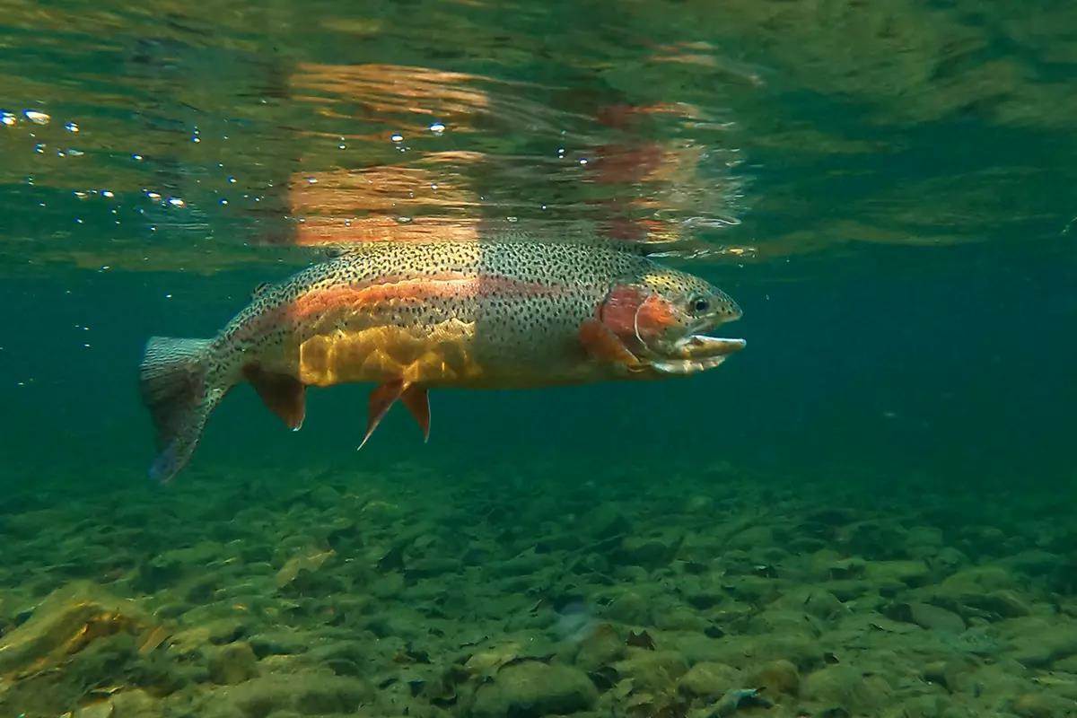 A large rainbow trout underwater. 