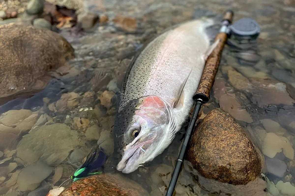 Flies in Focus: Great Lakes Steelhead Streamers