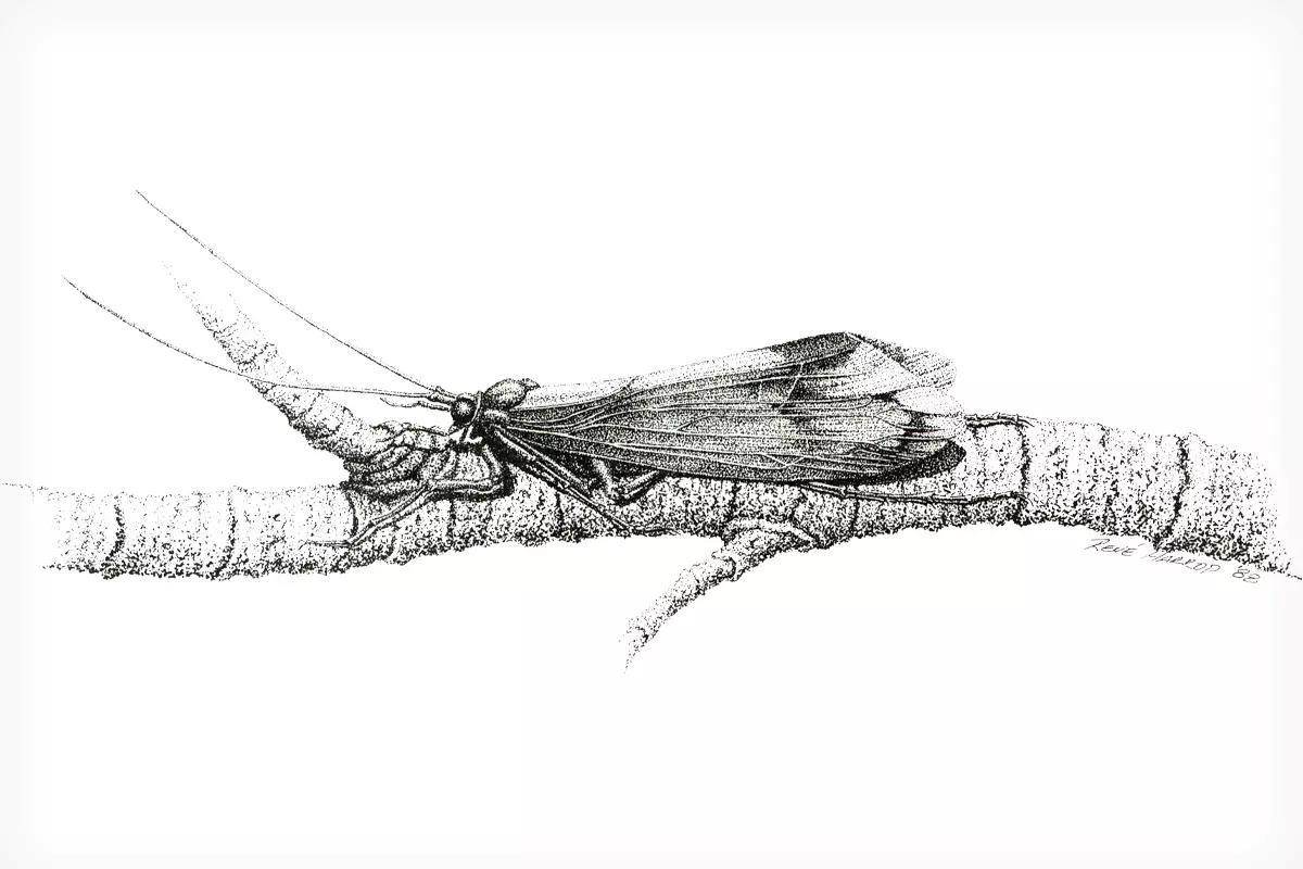 A pencil illustration of a caddis on a tree branch. 