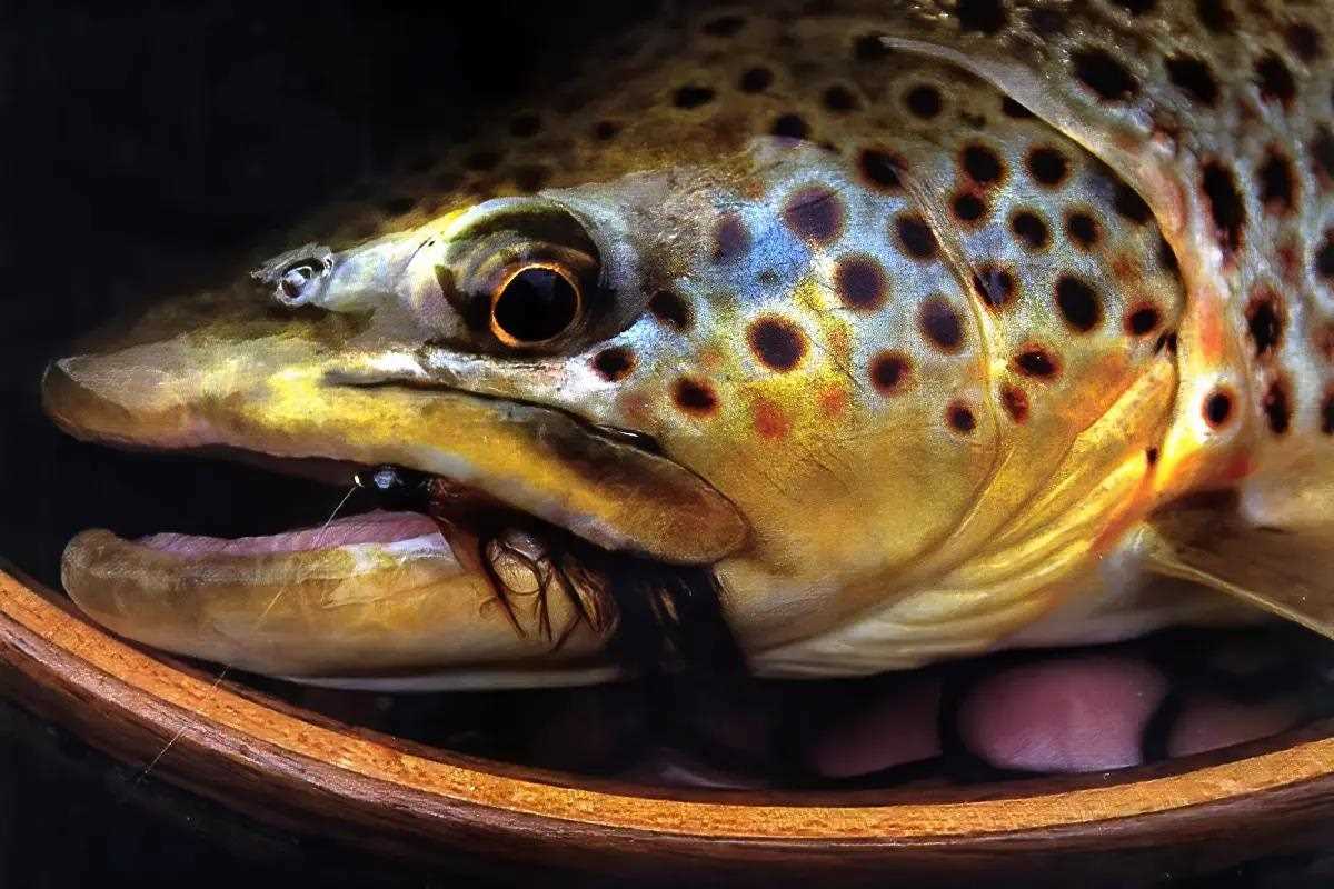 Fly Tier's Bench: Imitative Woolly Buggers