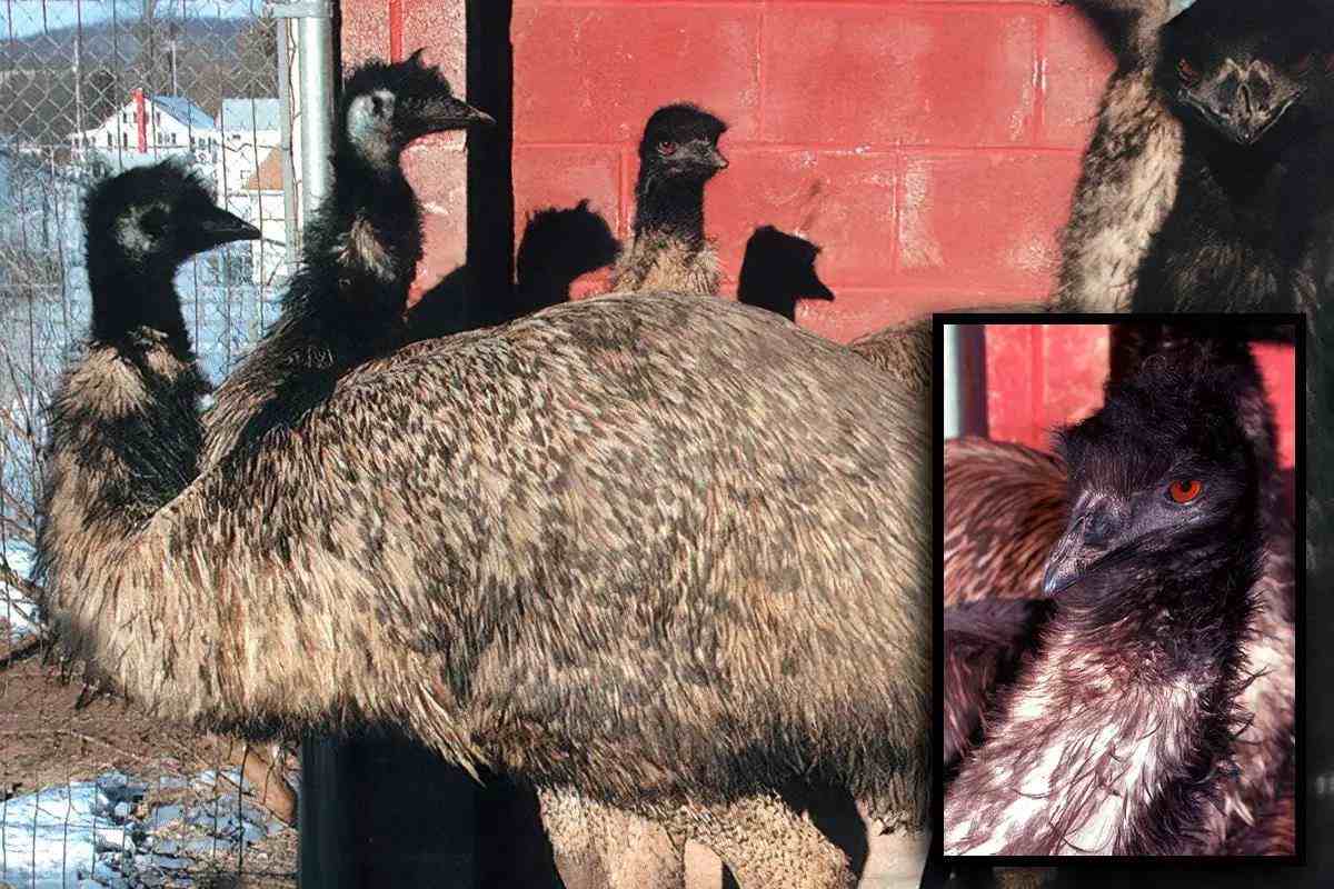 Fly Tier's Bench: Tying with Emu Feathers