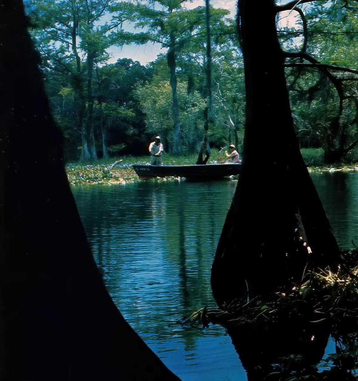 Two anglers in a boat in a lily-padded and densesly treed pond.