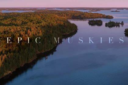 An aerial scenic photo of a large lake, Minnesota's Lake of the Woods, dotted with large and small islands, under the purple glow of sunrise. The words Epic Muskies are laid over the top.