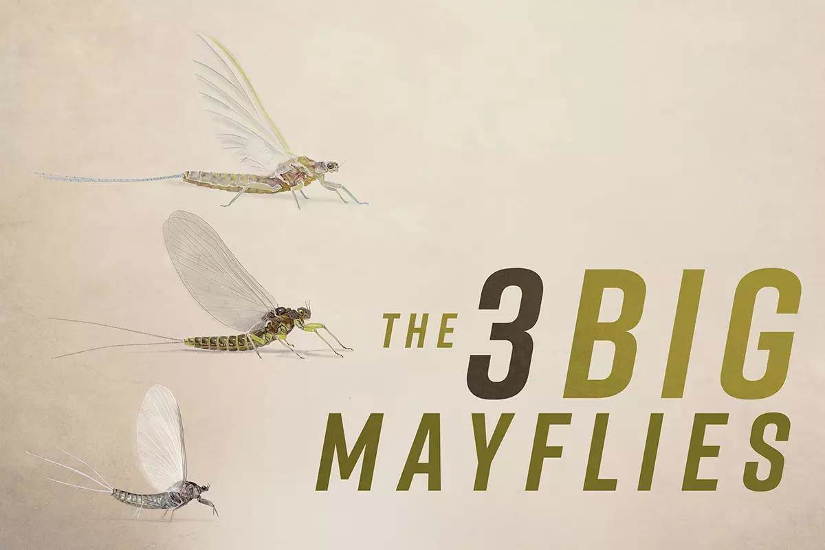 The Fly Angler's Big 3 Mayflies
