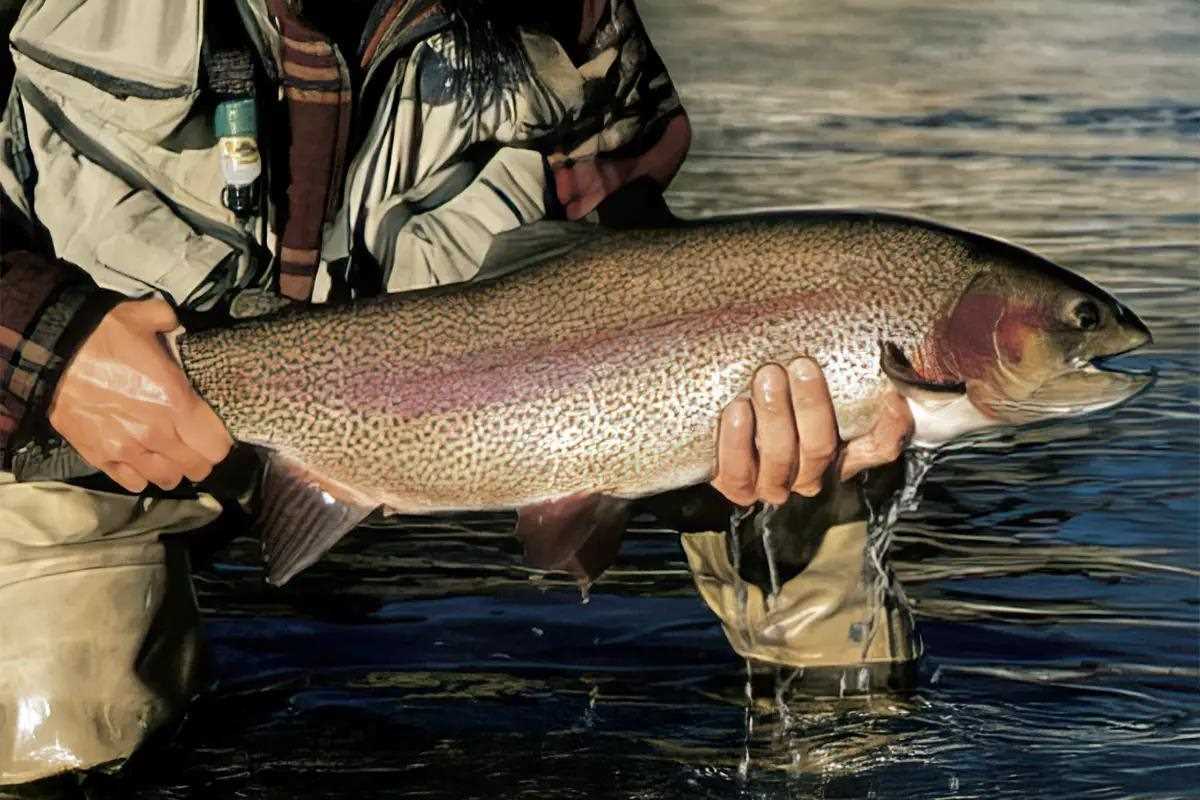 Midging for Tailwater Trout
