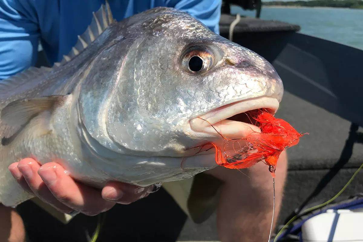 One Man's Trash: Great Lakes Freshwater Drum on the Fly