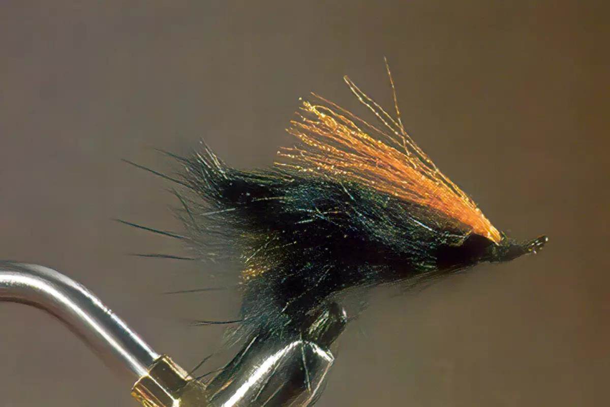 A leech fly in a vise.
