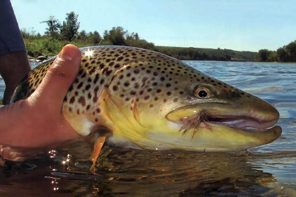 The 7 Best Crayfish Flies