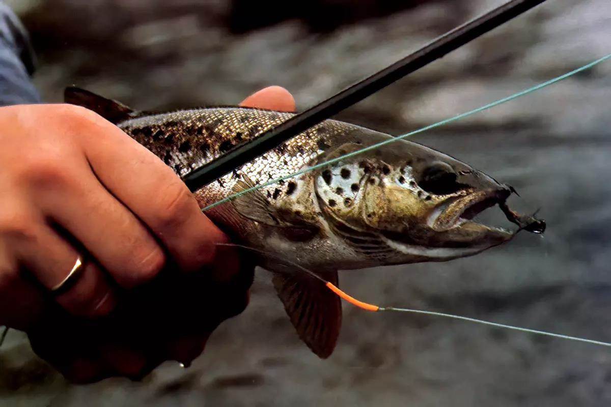 A brown trout held in an angler's hand next to a fly rod and line.