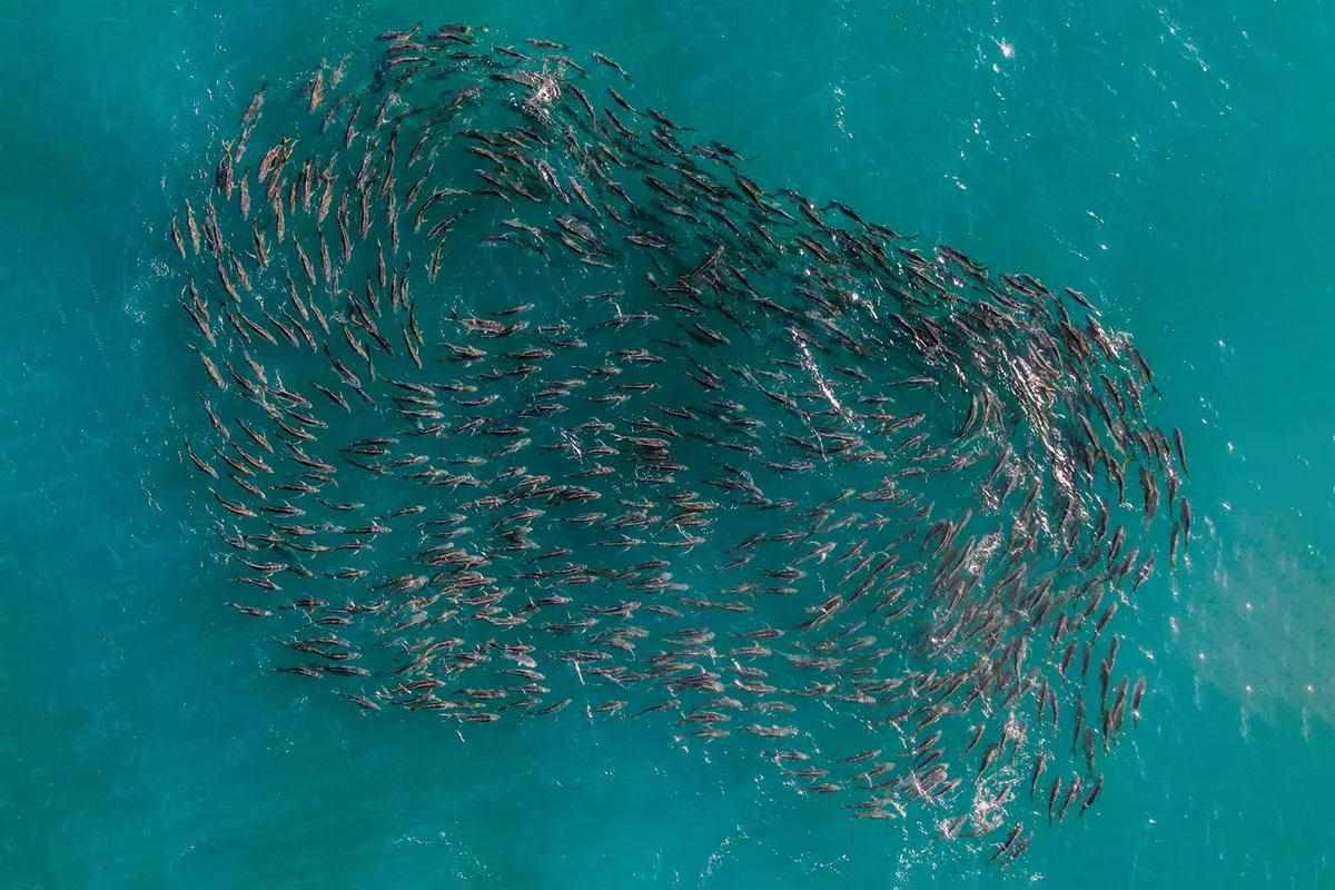 A drone overhead photo of a school of crevalle jacks. 