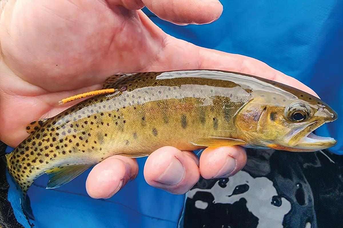 Yellowstone National Park's “Other” Native Fish