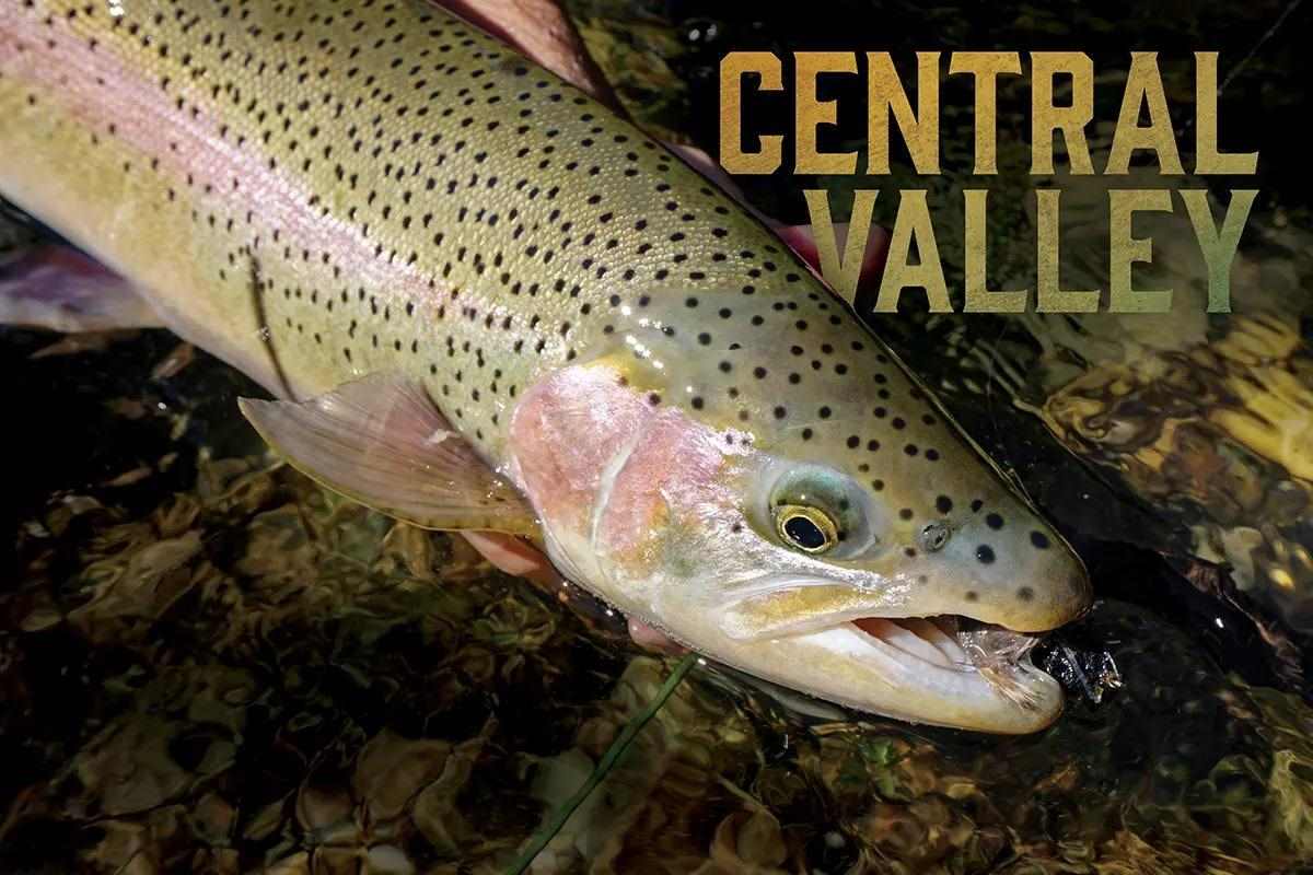 Catching Steelhead in the Sacramento and San Joaquin Rivers