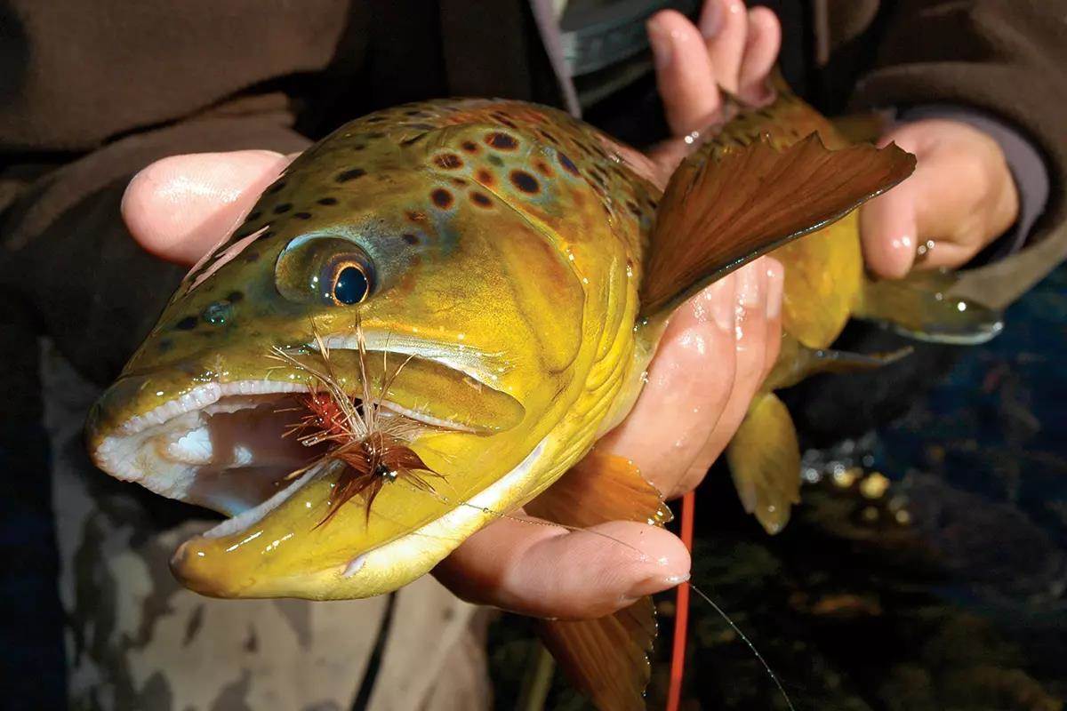 A brown trout with a fly in its mouth, being held for the camera.
