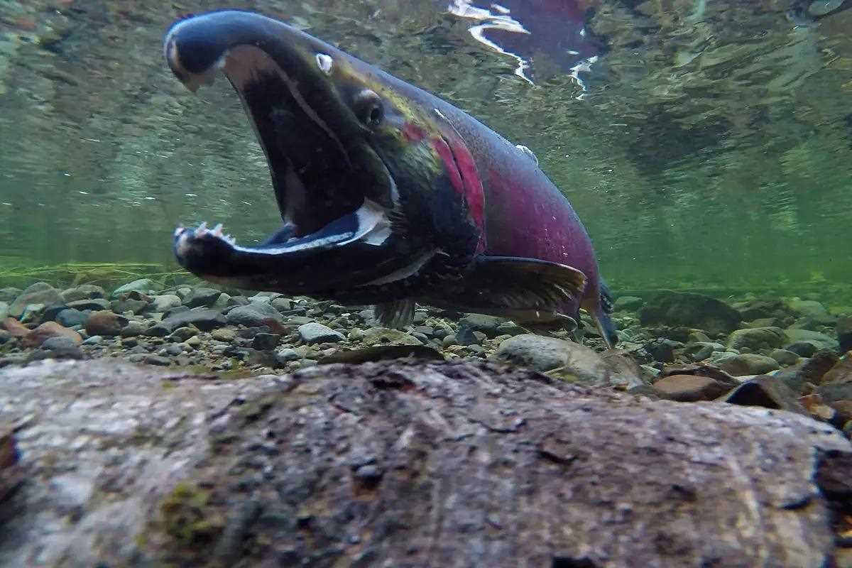 "Mic-Drop Moment" for Coho Salmon? Soil Breakthrough Targets Tire Dust Killer