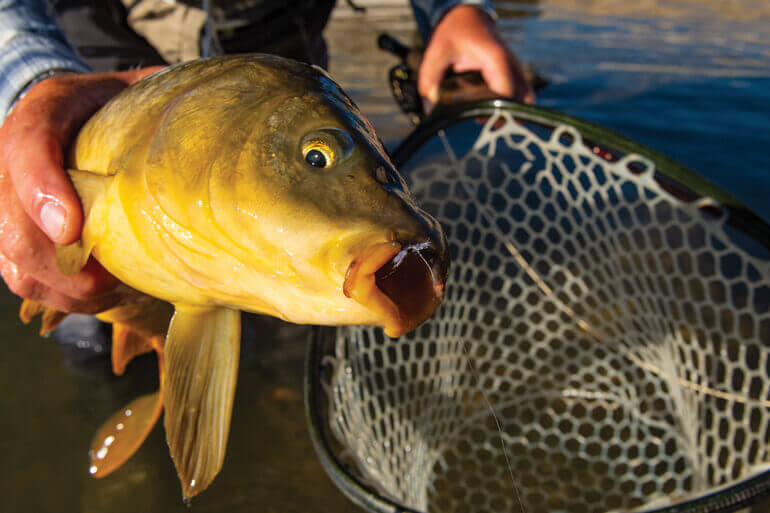 //content.osgnetworks.tv/flyfisherman/content/photos/592-BIGHORN-R--2019.jpg