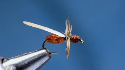 How to Tie the Harrop Ant