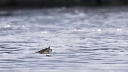 Fly Fusion Trout Tour Sizzle Reel