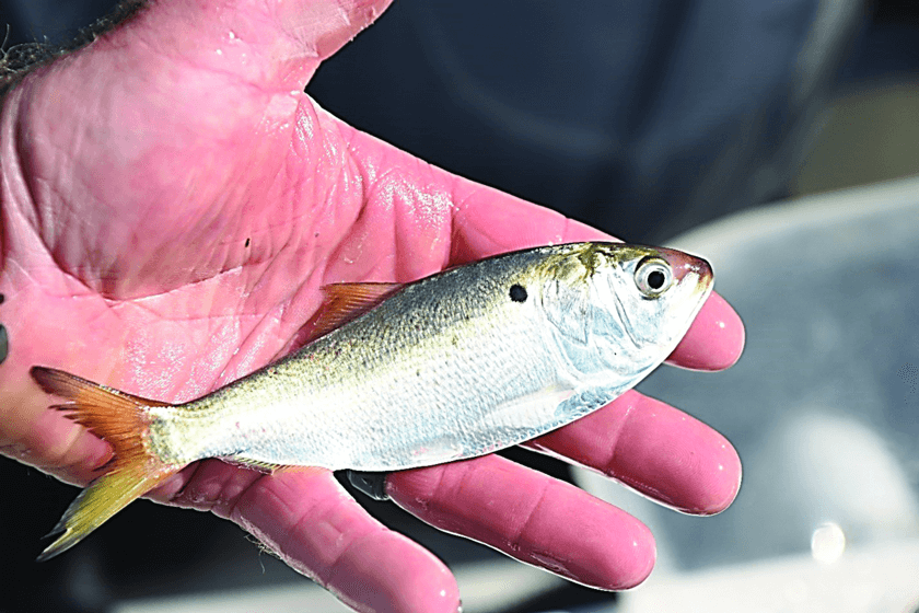 Atlantic-Menhaden-inline.jpg