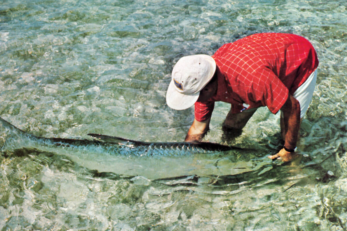 Lefty Kreh landing a large tarpon in knee-deep gin-clear water. Kreh is standing in the water bent over at the waist. 