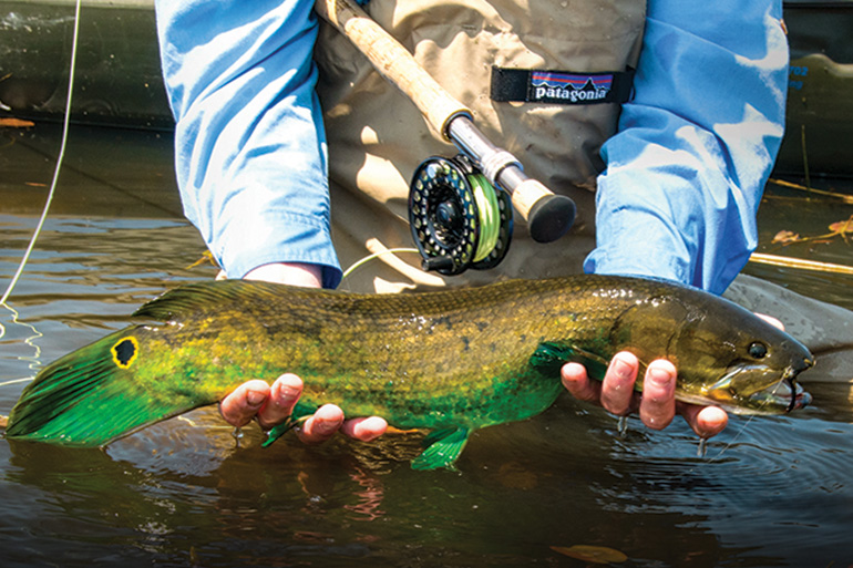 //content.osgnetworks.tv/flyfisherman/content/photos/Bowfin-Green-Spawner.jpg