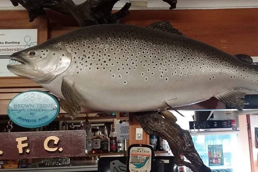 Brown Trout Mount