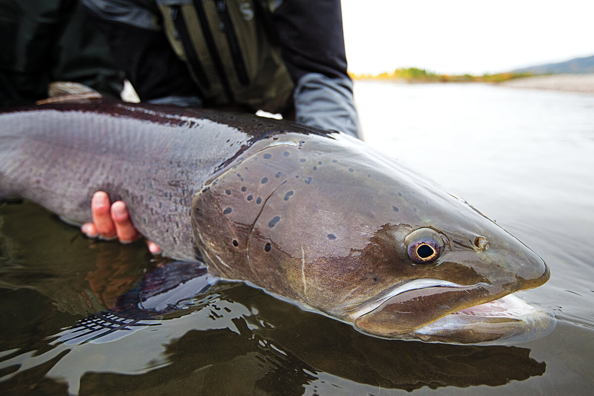 Jimmy Carter on Fly Fishing for Taimen