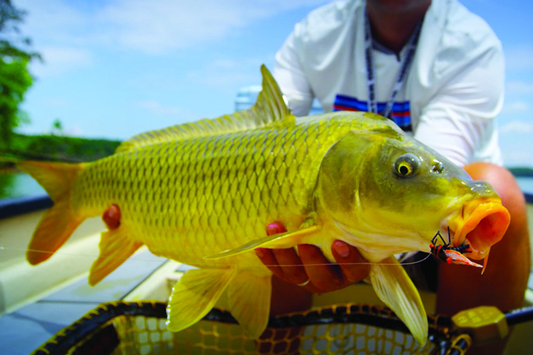 //content.osgnetworks.tv/flyfisherman/content/photos/Cicada-Hatch-Carp.jpg