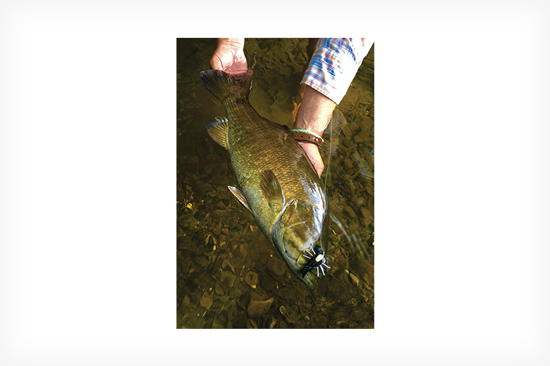 //content.osgnetworks.tv/flyfisherman/content/photos/Cicada-Hatch-Smallmouth.jpg