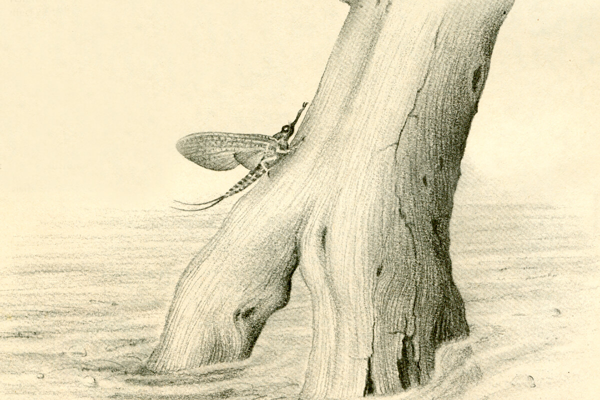 Fly Fisherman Throwback: Color Theory for the Hatch-Matching Angler